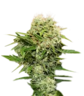 Chronic Ryder BX autofem (Doctor Choice), Канада