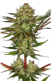 Apricot Candy fem (Paradise Seeds), Нидерланды