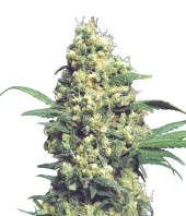 Warlock fem (Serious Seeds), Нидерланды
