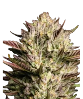 California Octane fem (Humboldt Seed Company), США