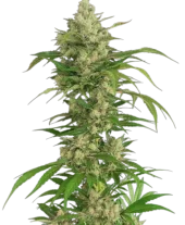 Seriosa fem (Serious Seeds), Нидерланды