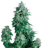 Anubis fem (Pyramid Seeds), Испания