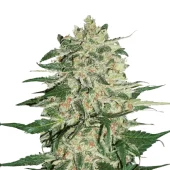 Big Bud fem (Seed Stockers), США