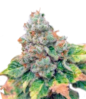 Dutch Dragon fem (Paradise Seeds), Нидерланды