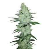 Six Shooter auto fem (FastBuds), Америка