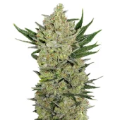 Blueberry Cheese Auto (Blue Cheese Auto) fem (Barney's Farm), Нидерланды