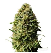 Auto AK XXL genetics fem (IZI)