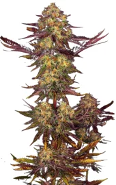 Tangerine Sorbet fem (Paradise Seeds), Нидерланды