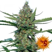 Laughing Buddha fem (Barney's Farm), Нидерланды