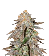 Brain Cake fem (Ripper Seeds), Испания