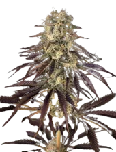 Kong's Krush fem (GHS), Нидерланды