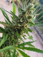 Auto Cream autofem (Blimburn Seeds), Испания