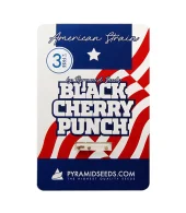 Black Cherry Punch fem (Pyramid Seeds), Испания