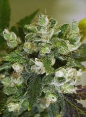 Warlock reg (Serious Seeds), Нидерланды