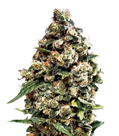 Слабопахнущие